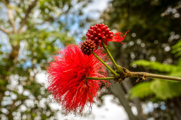 PUERTO DE LA CRUZ, TENERIFE / SPAIN - FEBRUARY 26 2018: Red tropical flowers