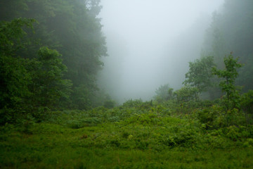 Obraz na płótnie Canvas Creapy Fog Rolling Through The Woods