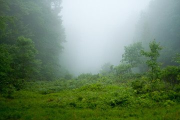 Obraz na płótnie Canvas Fog Rolling Through The Woods