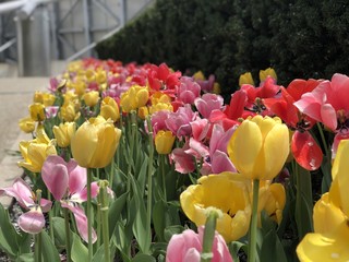 Beautiful Tulips of all types of colors in the city of Chicago