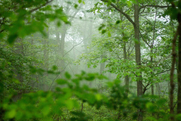 Fototapeta premium Morning Fog In Forest, Moving Through Trees