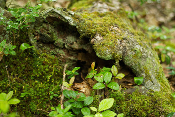 The Forest Floor Moss, Greens And Wood