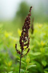 Focused Wild Flower Out Of Bloom