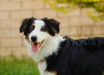 Australian Shepherd dog outdoor portrait by block wall in yard