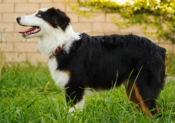 Australian Shepherd dog outdoor portrait standing in grass with block wall in the background
