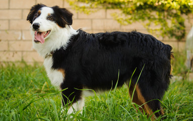 Australian Shepherd outdoor portrait standing in yard with block wall