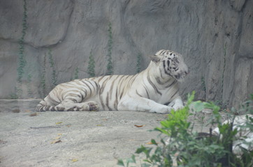 white tiger vietnam