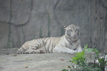 white tiger vietnam