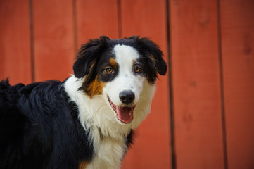 Australian Shepherd outdoor portrait head shot against red wood fence