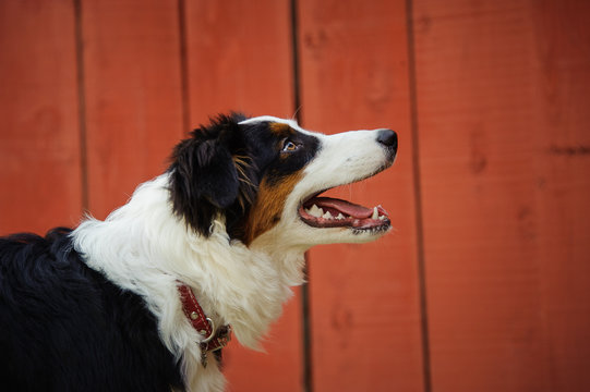 Australian Shepherd Outdoor Portrait Portrait By Red Fence