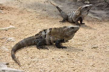 Iguana5