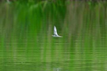 大物ゲットしたコアジサシ