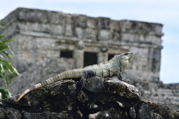 Iguana9