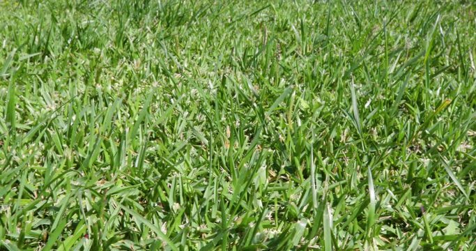tracking shot in green grass lawn to dog poop or shit with flies
