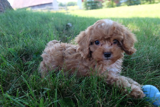 8 Weeks Cavapoo In Grass