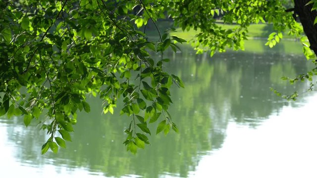 riflessi di luce sulle rive del lago