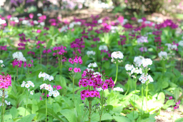 緑水苑・クリンソウ（福島県・郡山市）