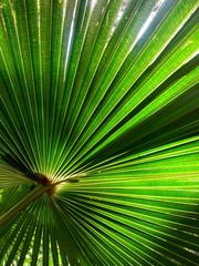 Fototapeta premium Palm frond