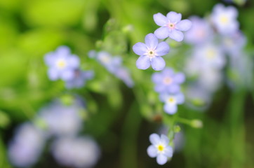 塩谷円山の忘れな草