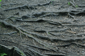 roots