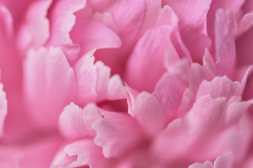 Pink petals with blurred focus