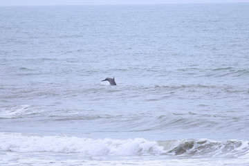Dolphin Tail
