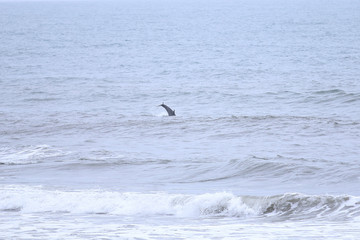 Obraz premium Dive! Dive! Dive!