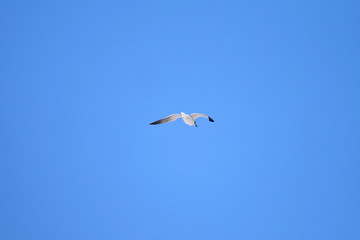 Sea Gull in Blue