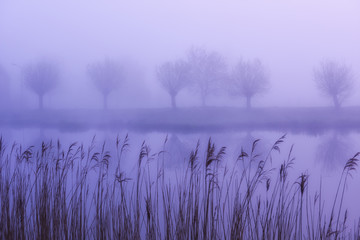 Trees and grasses along canal in fog in Netherlands.