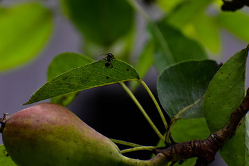 Ants on a pear tree