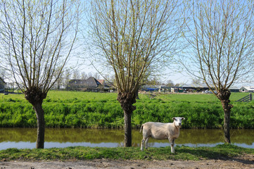 Sheep stands next to 3 trees in rural Netherlands.