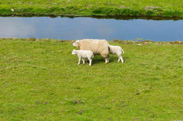 A sheep and 2 lambs walk next to canal in Netherlands.