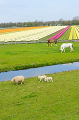 White and brown Horses graze near tulip field in  Netherlands