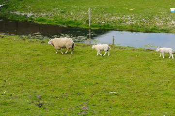 Obraz premium A sheep and 2 lambs walk next to canal in Netherlands.