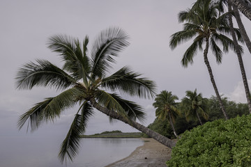 Fototapeta na wymiar Palm trees leaning over a deserted beach in Molokai, Hawaii