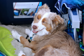 Bashful Mini Aussie Shepard