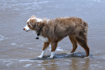 Mini Aussie Shepard Walking at Beach