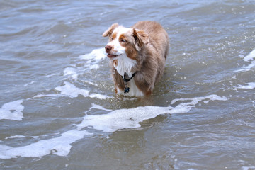 Mini Aussie Shepard at the Beach