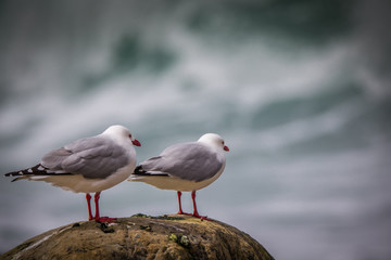 Naklejka premium Two seagulls perched on a rock by the sea