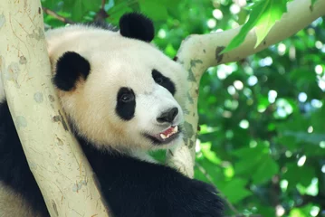 Crédence de cuisine en verre imprimé Panda gros plan sur le jeune panda grimpant sur l& 39 arbre