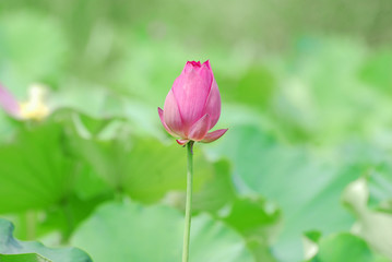 lotus flower bud in summer pond with green leaves as background