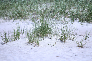 Beach Sand Grass