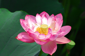 blooming lotus flower in summer pond with green leaves as background