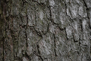 나무 질감 배경