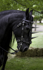 Black horse with medieval decoration
