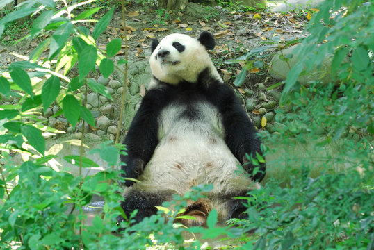 Fototapeta cute giant panda sitting on the ground