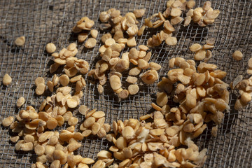 Seeds of jenipapo drying in the sieve