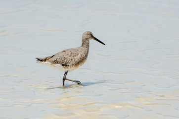 Shore Bird