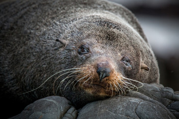 Fototapeta premium Coastal scene - seal resting on a rock