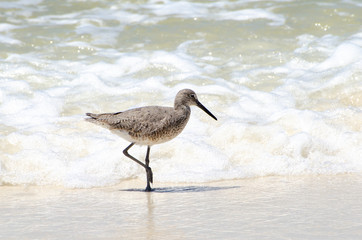 Shore Bird in Surf